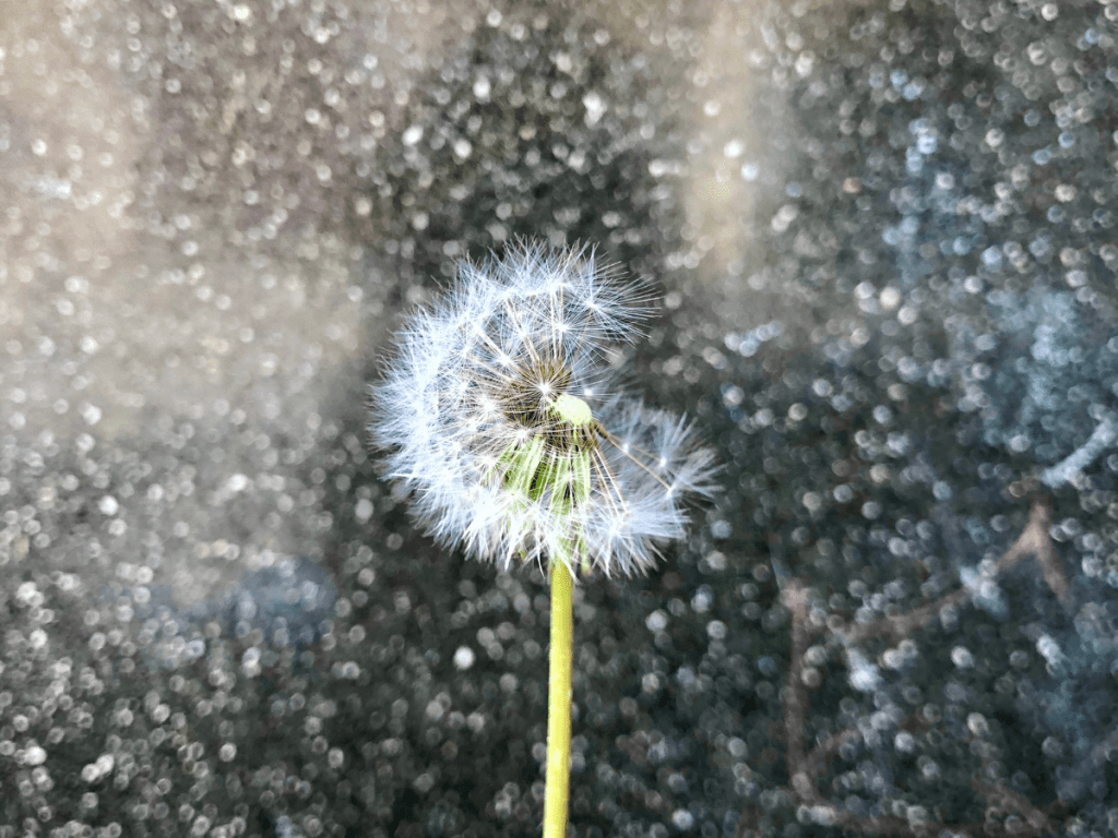 Manifesting Magic: The Power of Setting Intentions During the 11/11&nbsp;Portal